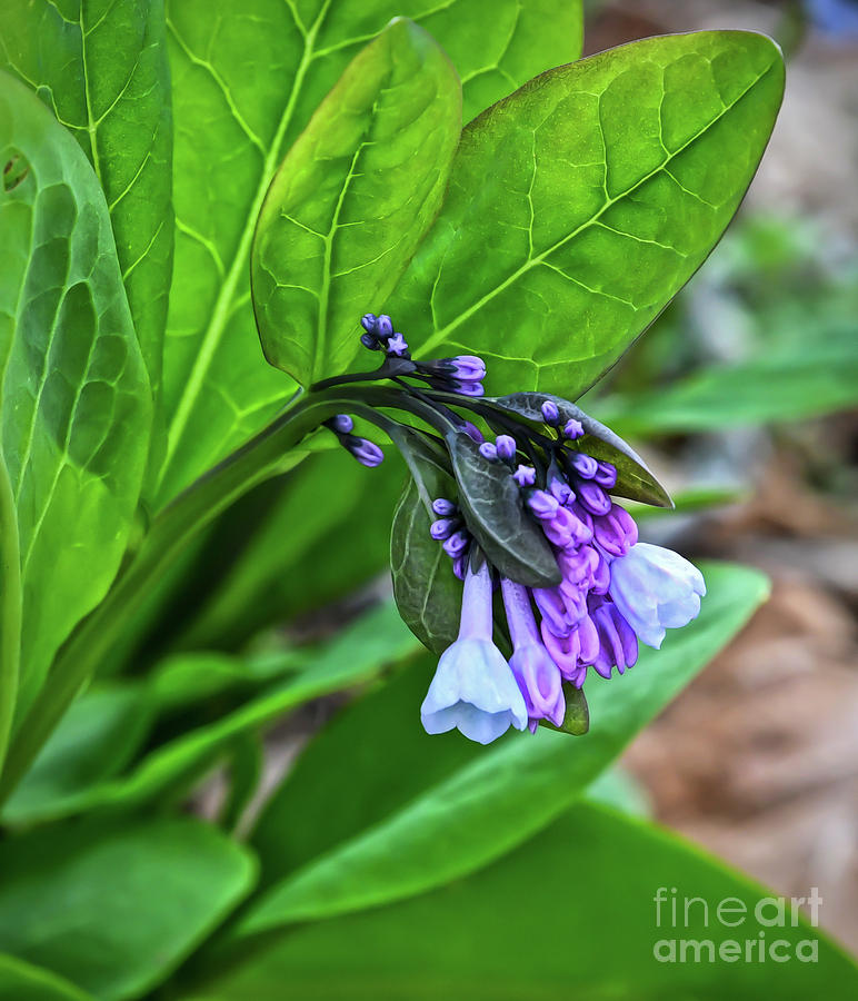 Virginia Bluebells - The Beginning of Spring Photograph by Kerri Farley