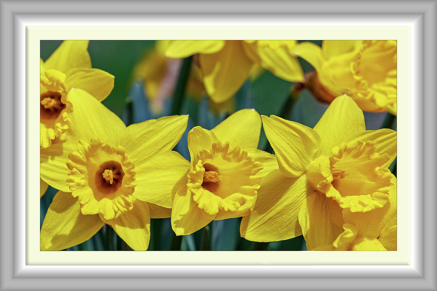 Virginia Country Daffodils Photograph