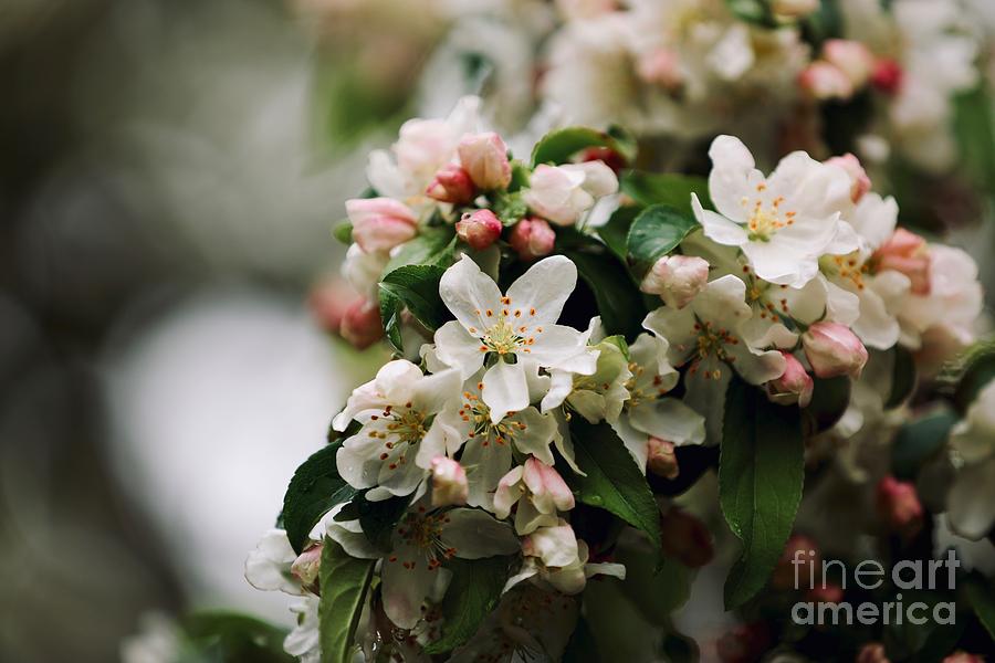 Virginia Crabapple Blossoms Photograph by Lara Morrison