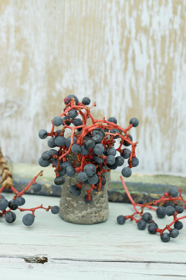 Virginia Creeper Berries In Small Stoneware Vase Photograph by Martina Schindler