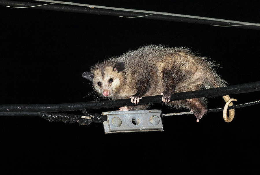 Virginia Opossum Climbing Powerline by Ivan Kuzmin