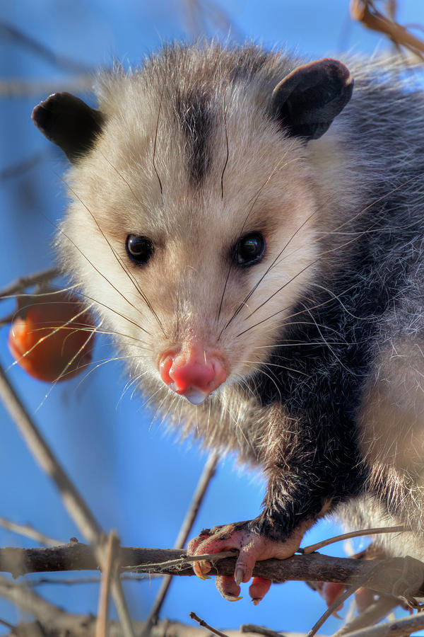 Virginia Opossum Photograph by Ivan Kuzmin