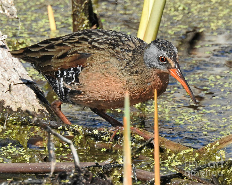 Virginia Rail Photograph by Kathy M Krause - Fine Art America