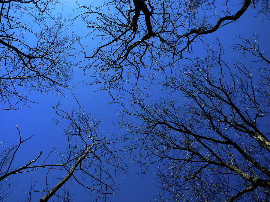 Virginia Trees on a Blue Bird Day Photograph by Raymond Salani III