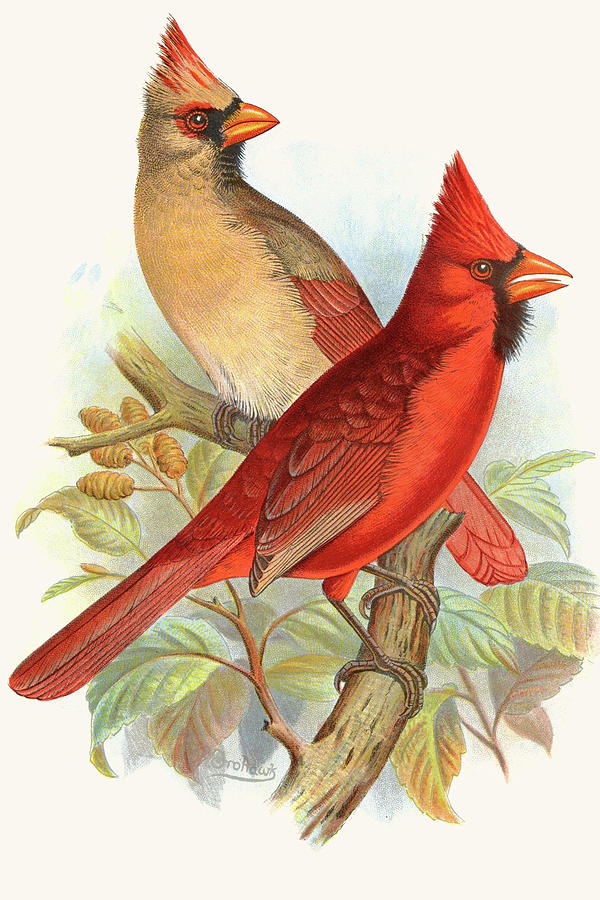 Virginian Cardinal Painting by F.W. Frohawk