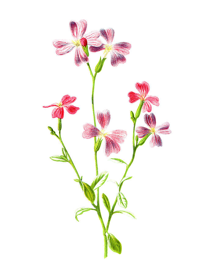 Flower Mixed Media - Virginian Stock Flower by Naxart Studio