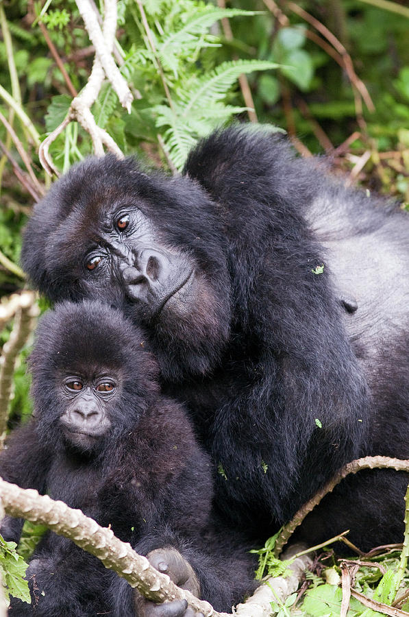 Virunga Mountains, Rwanda, Africa Photograph by Karen Ann Sullivan ...