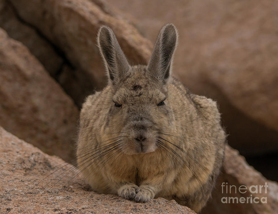 Viscacha Photograph by Brian Kamprath