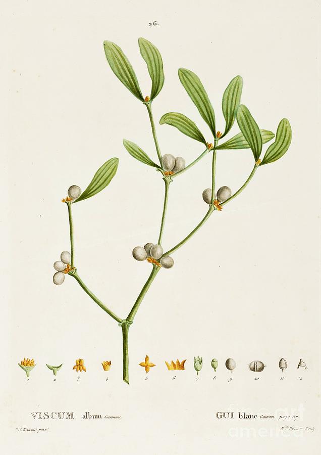 Viscum Album L. Mistletoe Drawing by Heritage Images