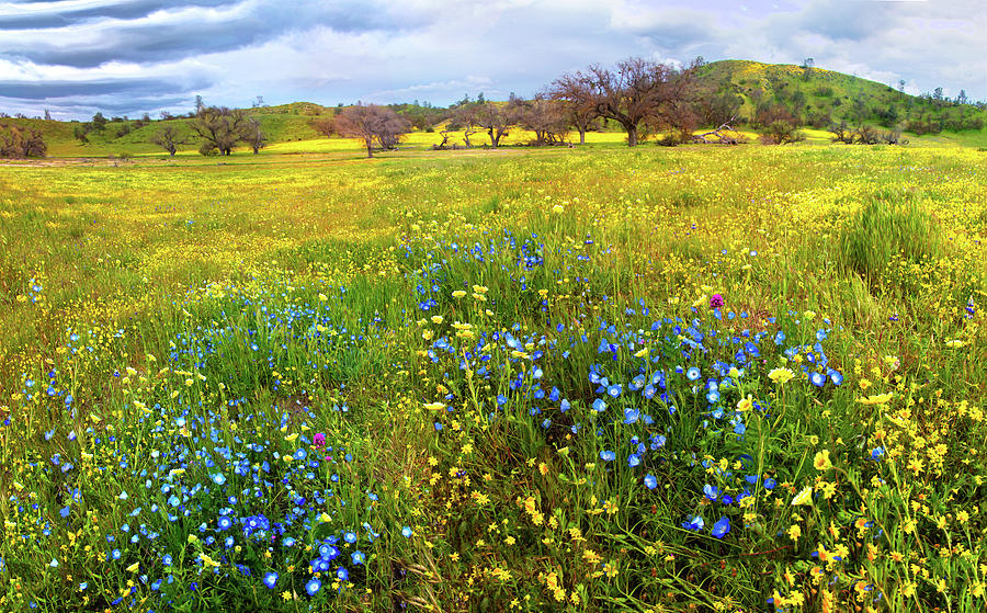 Visions of the Superbloom Along Shell Creek Road by Lynn Bauer Visions of the Superbloom Along Shell Creek Road by Lynn Bauer