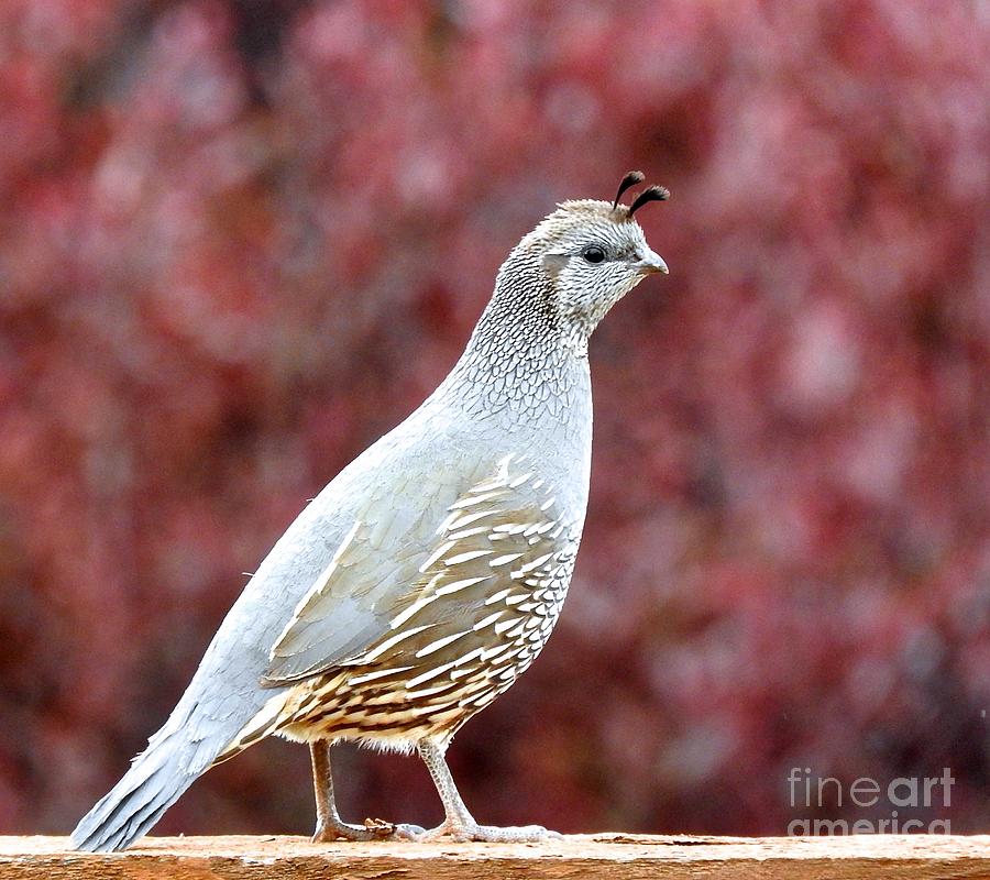 Visiting Quail on Red Photograph by Phyllis Kaltenbach