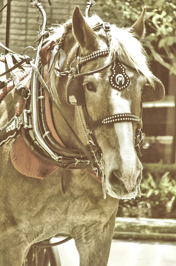 Horse Photograph - Visiting Savannah by JAMART Photography