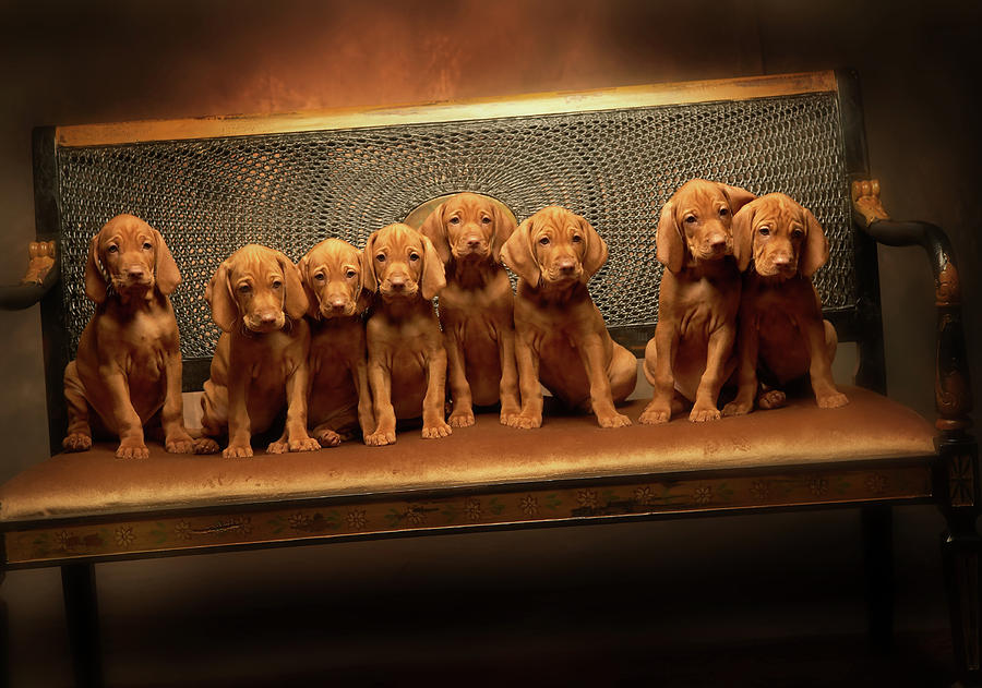 Dog Photograph - Viszla Pups by Harry Giglio
