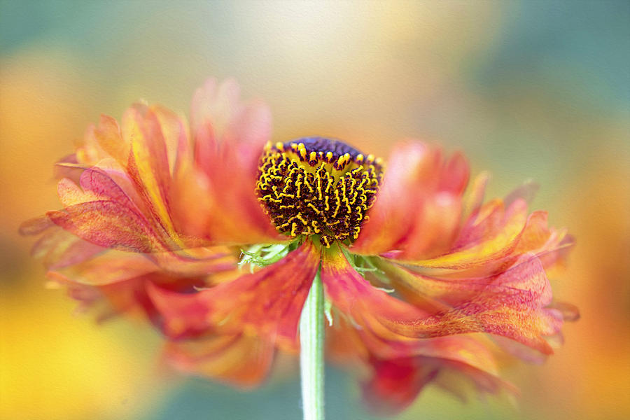 Flower Photograph - Vitality by Jacky Parker