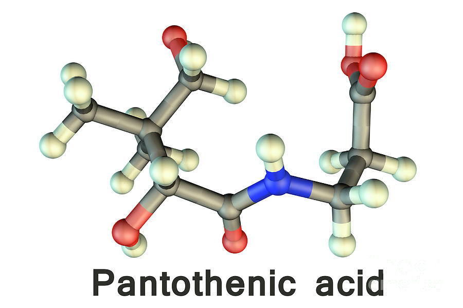 Пантотеновая кислота картинки
