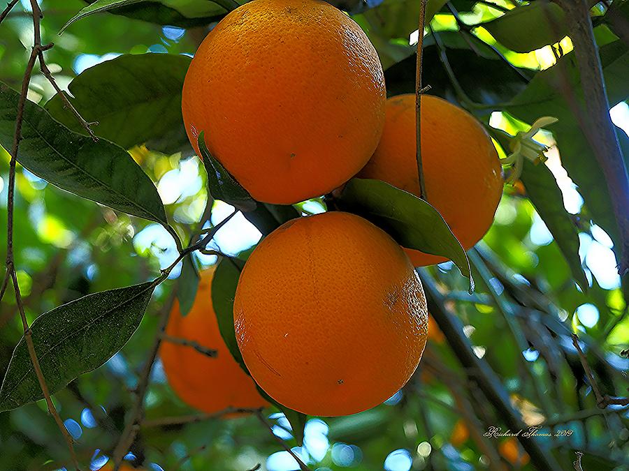Vitamin C on Tree Photograph by Richard Thomas