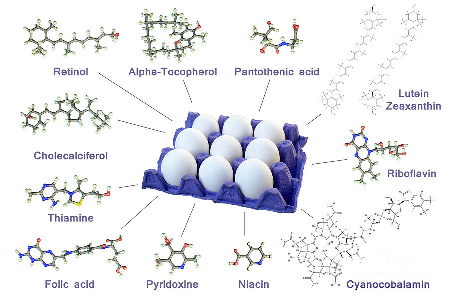 Vitamin Composition Of Chicken Egg Photograph by Kateryna Kon/science