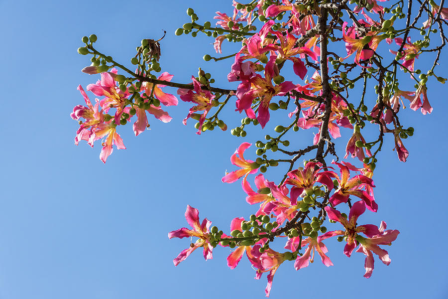 Vivacious Exotic Blooms - Flowering Silk Floss Tree Ceiba Speciosa ...