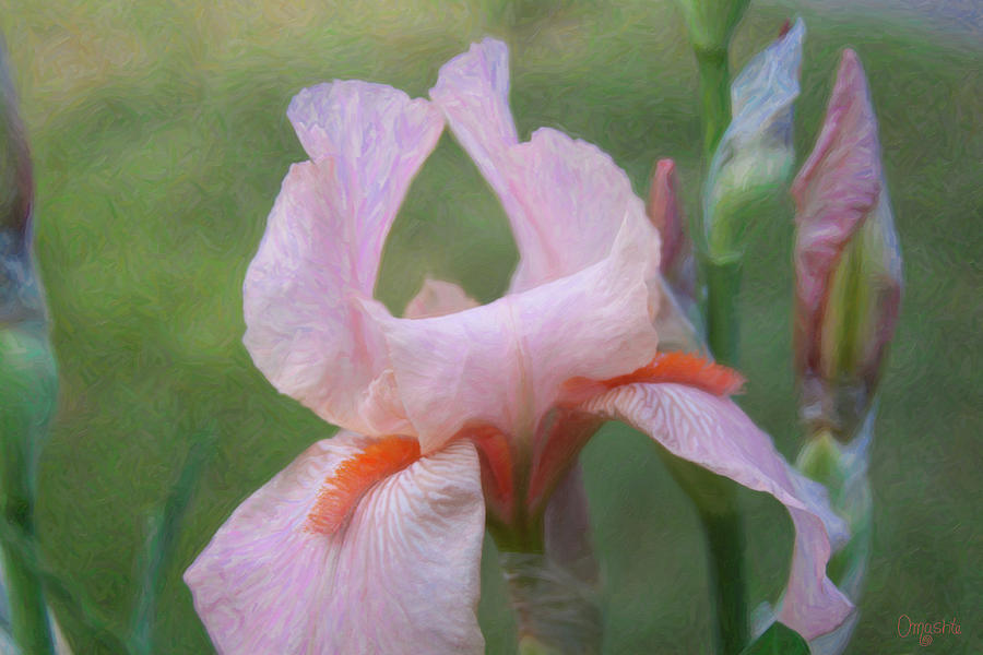 Vivid Beauty - Flower Art by Omaste Witkowski by Omaste Witkowski Vivid Beauty - Flower Art by Omaste Witkowski by Omaste Witkowski