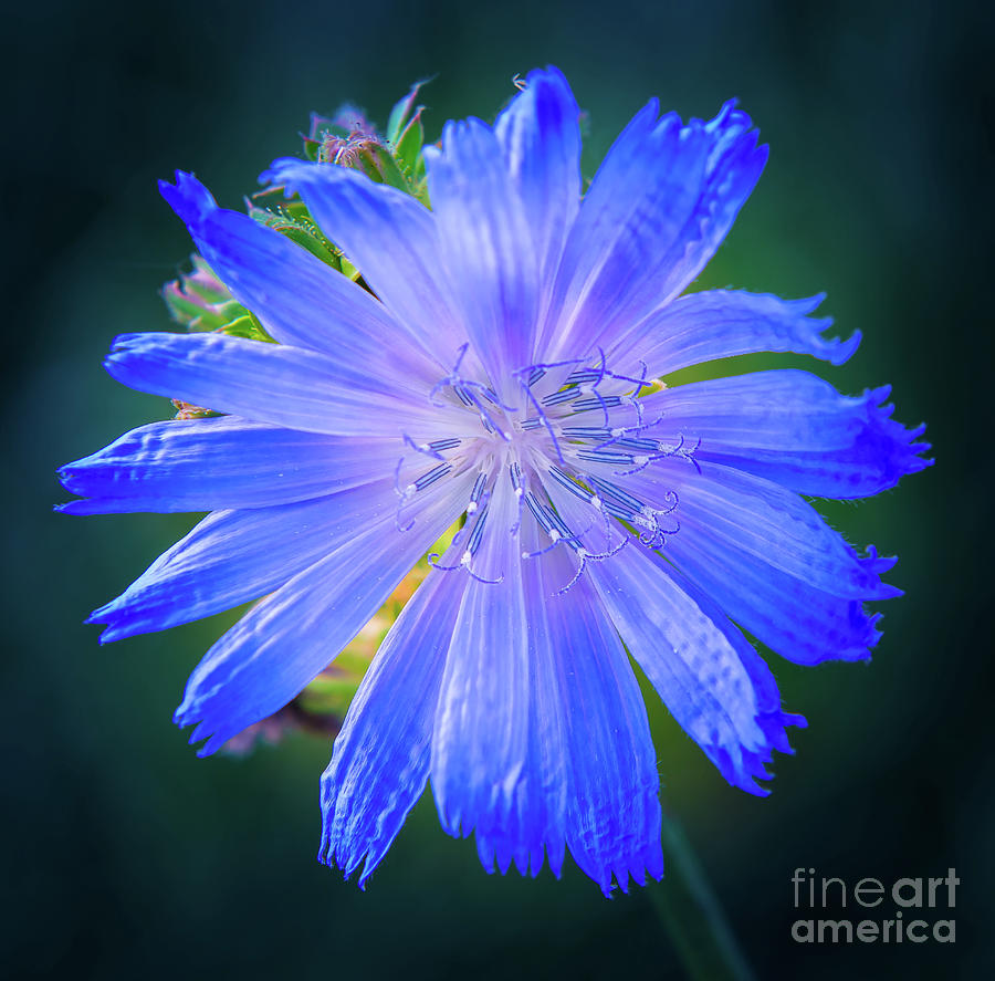 Vivid blue chicory blossom close-up with its delicate petals and stamen Photograph by Ulrich Wende