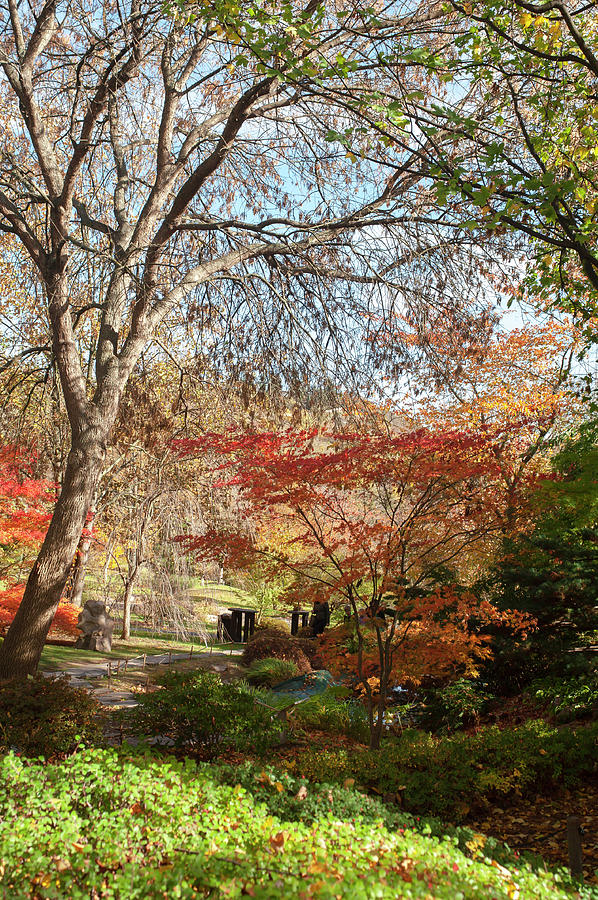 Vivid Colors of Japanese Garden 1 Photograph by Jenny Rainbow