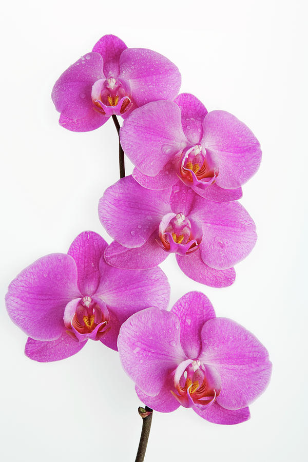 Vivid Epiphytic Pink Orchids, Close-up Photograph by Martin Harvey
