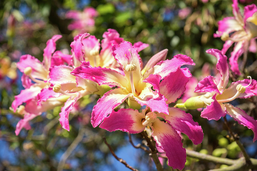 Vivid Exotic Flowers Blooming Silk Floss Tree Ceiba Speciosa Photograph By Georgia Mizuleva