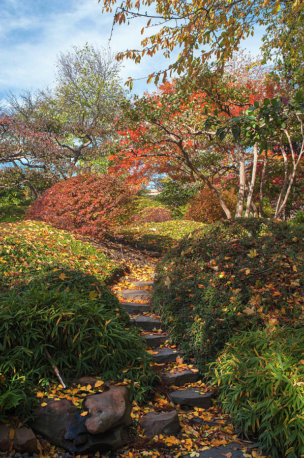 Vivid Fall Colors of Japanese Garden Photograph by Jenny Rainbow