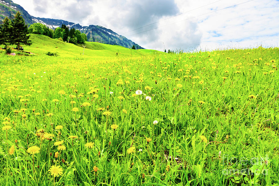 Vivid green spring mountain meadow extends to the uphill  mountains. Photograph by Ulrich Wende