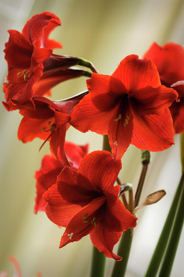 Vivid Red Amaryllis Bulb In Full Bloom Photograph by Maria Mosolova