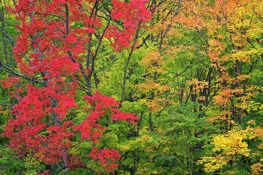 Vivid Red Sugar Maple Tree Highlights The Autumn Colors Of The Hiawatha