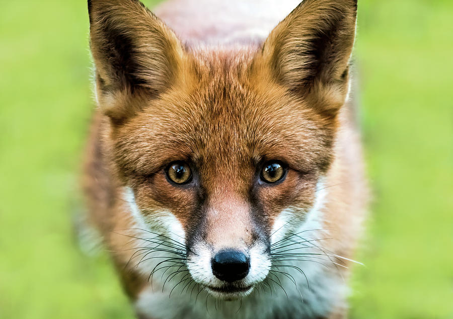 Vixen - A chance encounter Photograph by Brent Hardy - Fine Art America