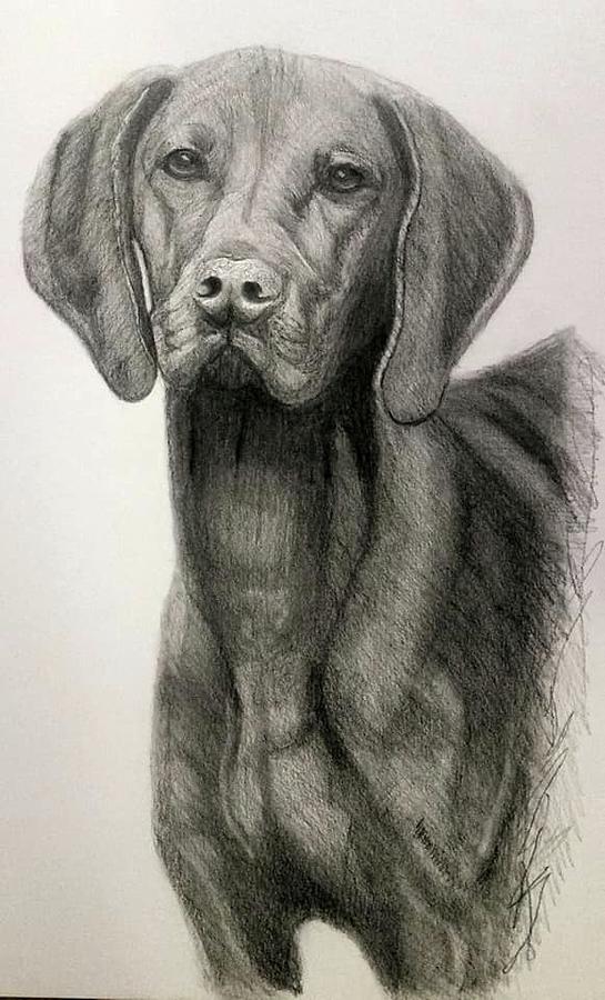 Vizsla Logan Drawing By Joseph Sasso Fine Art America