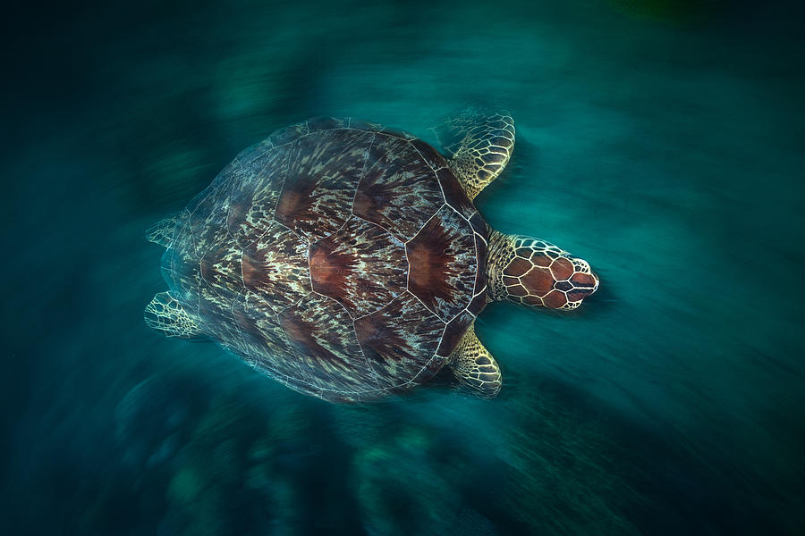Vlocity Turtle Photograph by Barathieu Gabriel