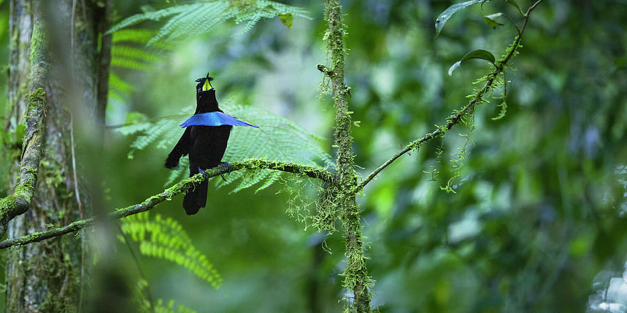 Vogelkop Superb Bird-of-paradise Calling, Indonesia Photograph by Tim ...