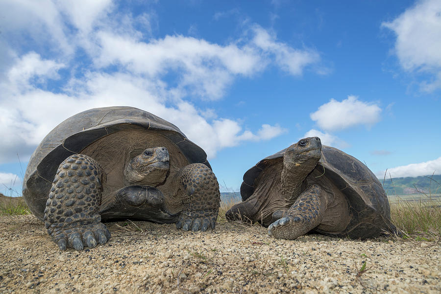 Volcan Alcedo Giant Tortoise Pair Photograph by Tui De Roy