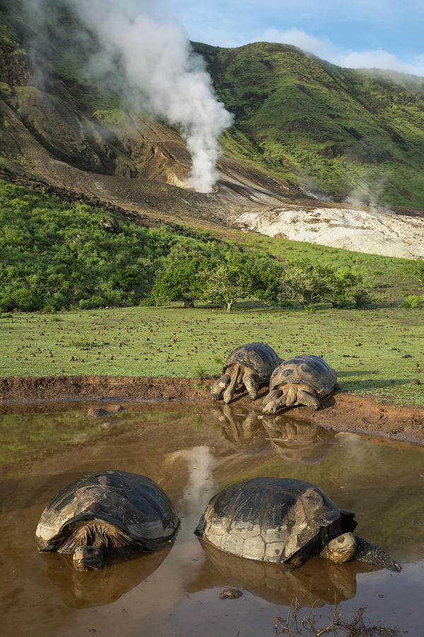 Volcan Alcedo Giant Tortoises At Wallow Photograph by Tui De Roy