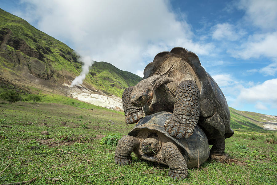 Volcan Alcedo Giant Tortoises Mating Photograph by Tui De Roy