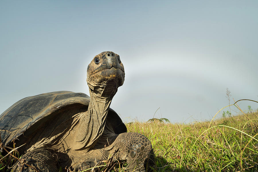 Volcan Alcedo Tortoise And Fogbow Photograph by Tui De Roy