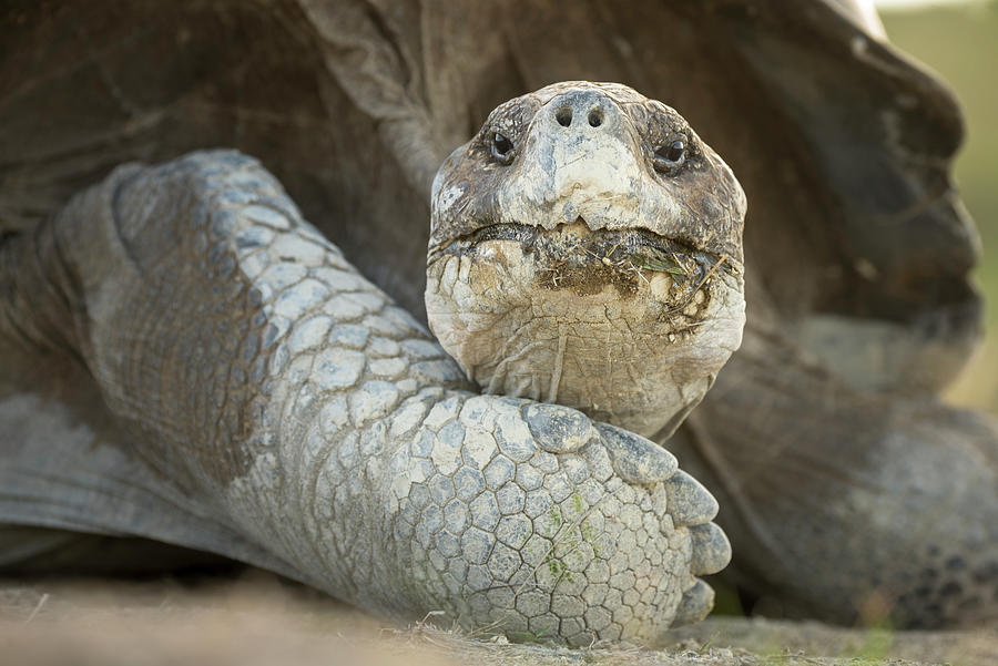 Volcan Alcedo Tortoise Up Close Photograph by Tui De Roy