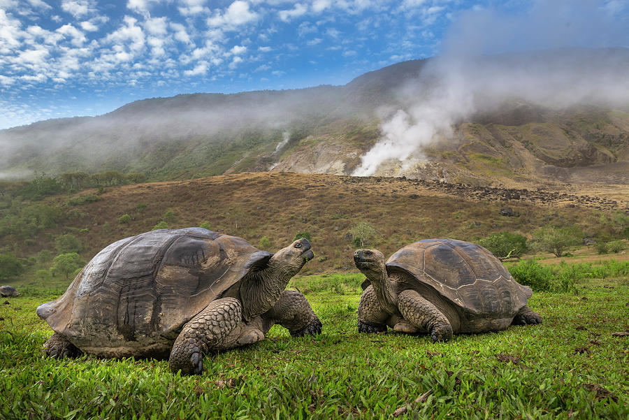 Volcan Alcedo Tortoises And Fumarole Photograph by Tui De Roy
