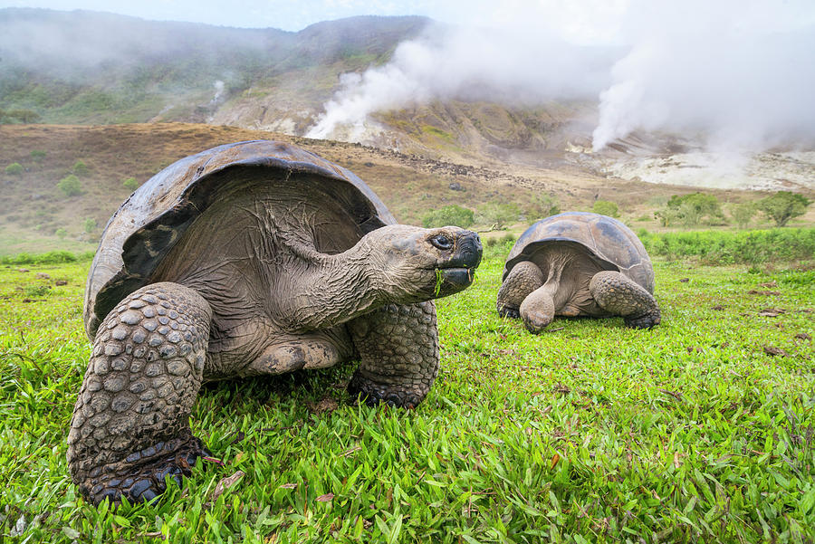Volcan Alcedo Tortoises And Fumaroles Photograph by Tui De Roy