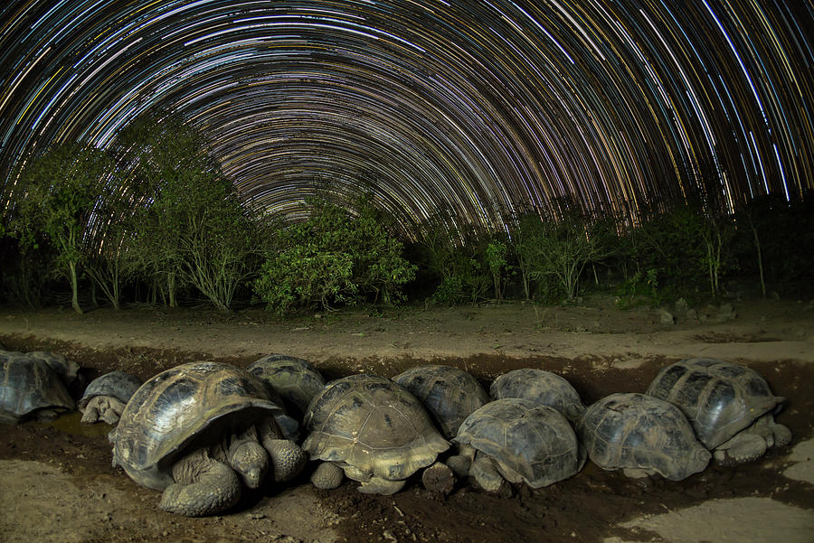 Volcan Alcedo Tortoises And Star Trails Photograph by Tui De Roy