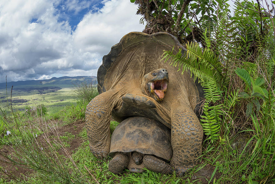 Volcan Alcedo Tortoises Mating Photograph by Tui De Roy