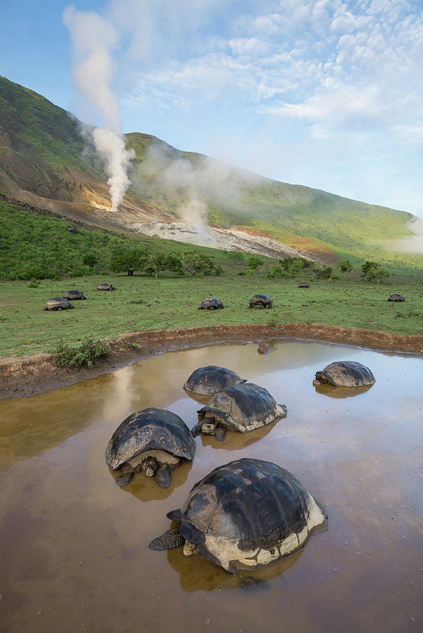 Volcan Alcedo Tortoises Wallowing Photograph by Tui De Roy