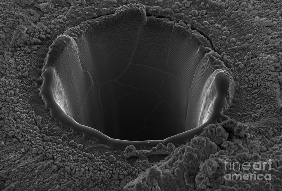 Close Up Photograph - Volcanic Glass Close Up Scanning Electron Micrograph by Unknown Close Up Photograph - Volcanic Glass Close Up Scanning Electron Micrograph by Unknown