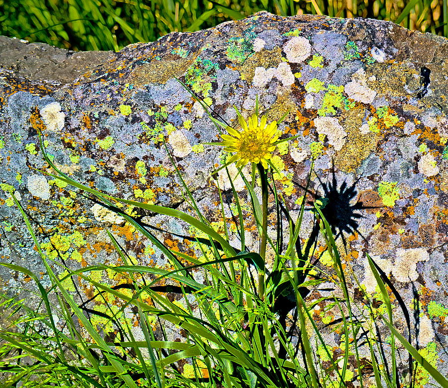 Volcanic Rock And Yellow Salsify Watercolor Photograph