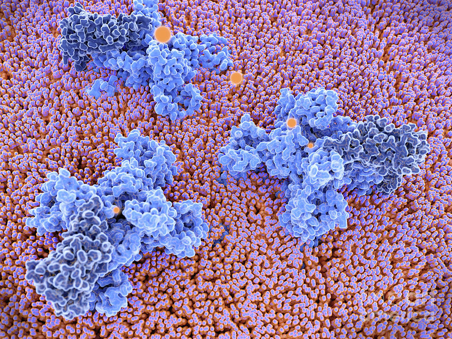 Voltage-gated Sodium Channels And Sodium Ions Photograph by Juan Gaertner/science Photo Library