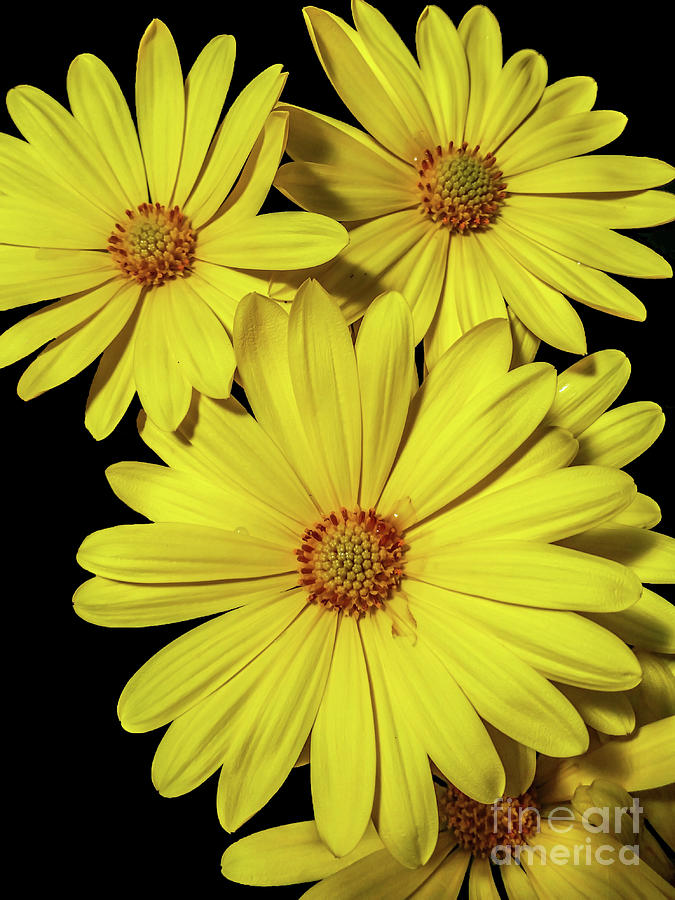 Voltage Yellow by Tony Baca Voltage Yellow by Tony Baca
