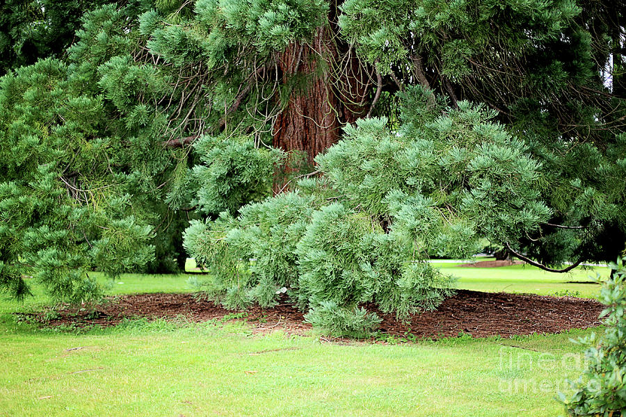 Volunteer Park Giant Cedar Tree,Seattle WA Photograph by Joanne Beecham ...